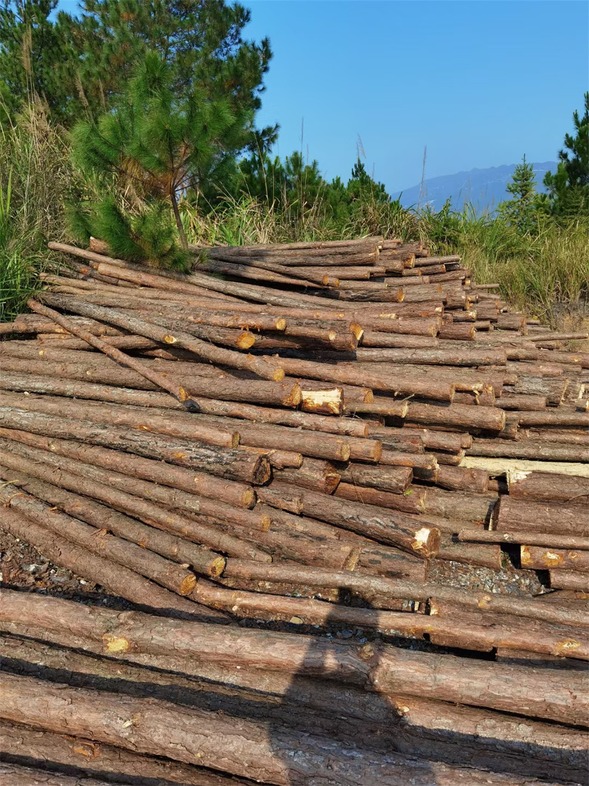 13 (2).jpg 13 (2).jpg